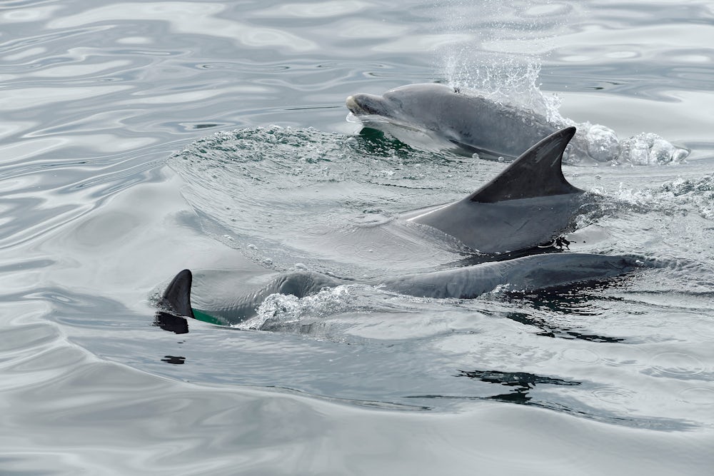 A pod of bottle-nosed dolphins in the sea. Three can be seen at the surface, with the one furthest away blowing out water with its head above the surface. The dorsal fins of the two closer dolphins are clear.