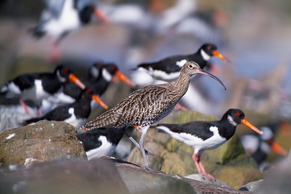 Curlew standing on rocks, with oystercatchers in the background.