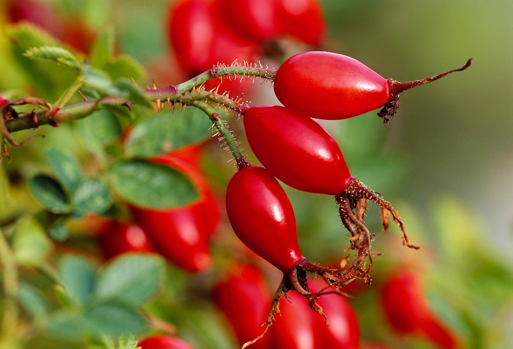 Bright red, oval dog rose hips