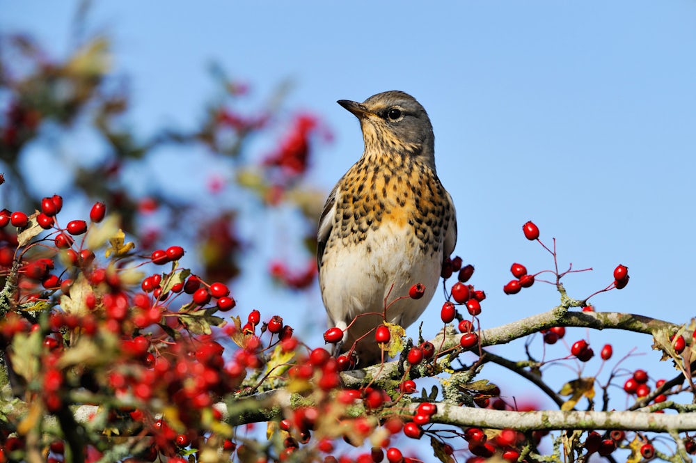 A brown and white bird perching on a hawthorn hedge covered with red berries.