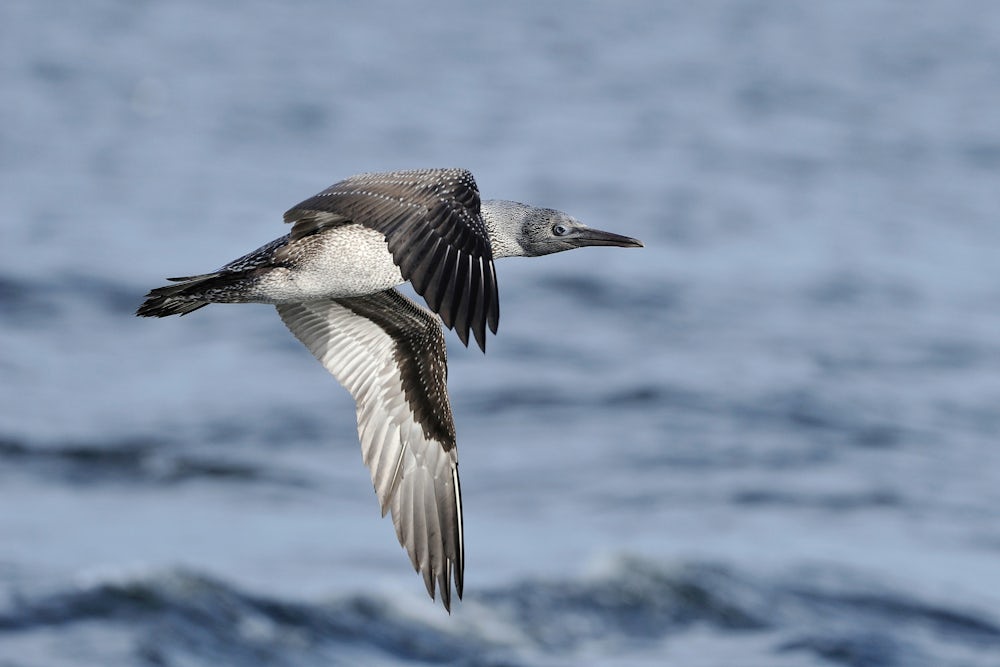 A fledgling gannet in flight over the sea.