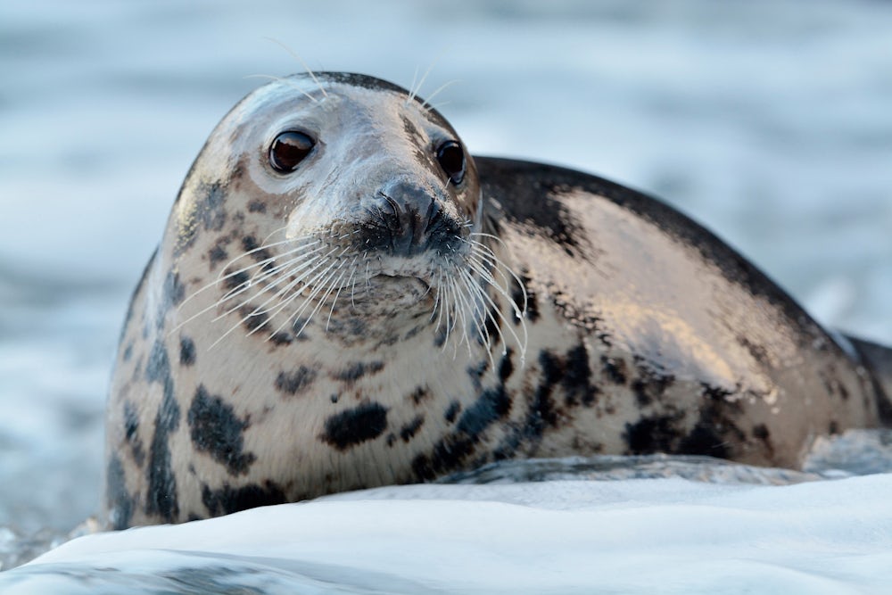 A grey seal with a black-spotted coat.