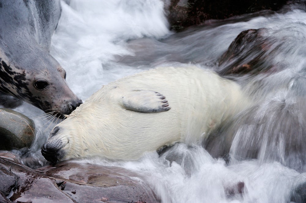 A white seal pup dozing by the water, with a grey seal looking on.
