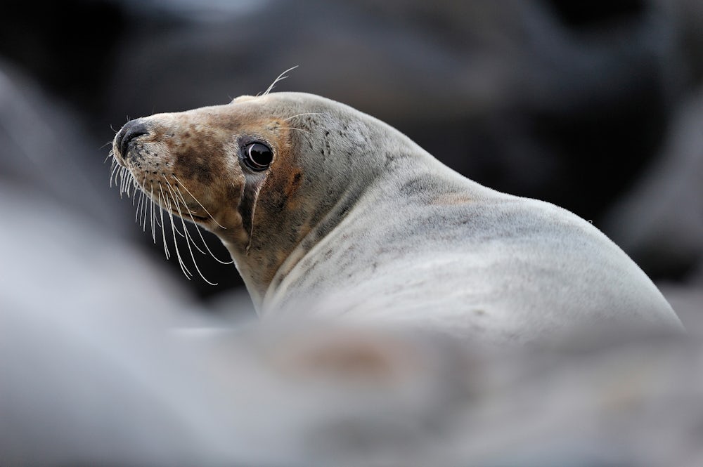 A grey seal turning its head towards the camera..