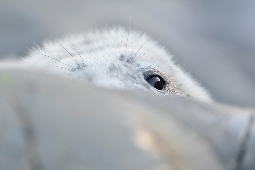 Close-up of a grey seal pup with a fluffy white coat looking over a rock.