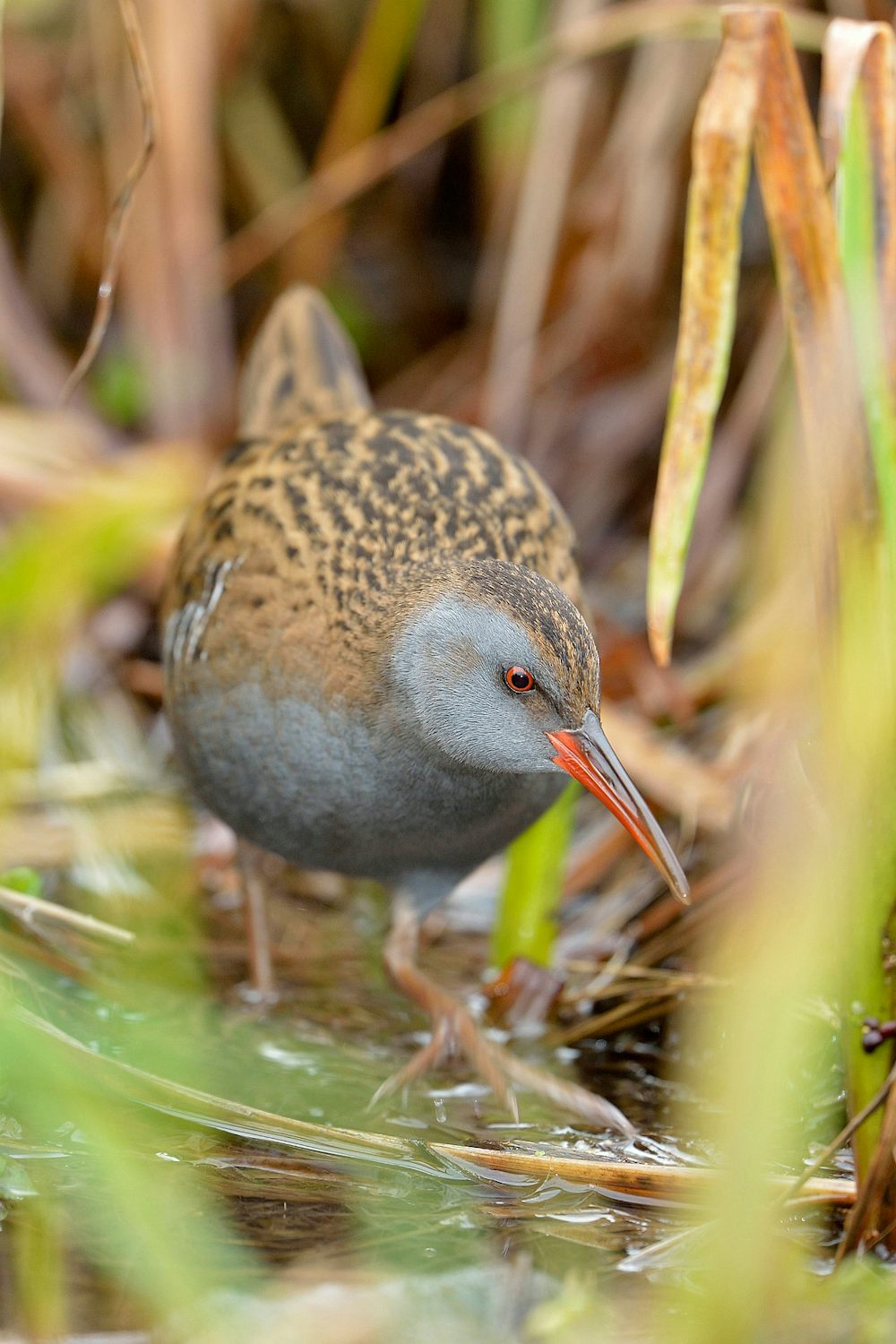 Water rail bird with a long beak, standing in reeds