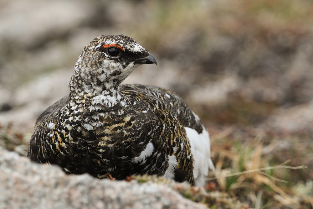 A ptarmigan sits on a rocky area, looking to the right. It has brown and white mottled feathers, and a red stripe above its eye.