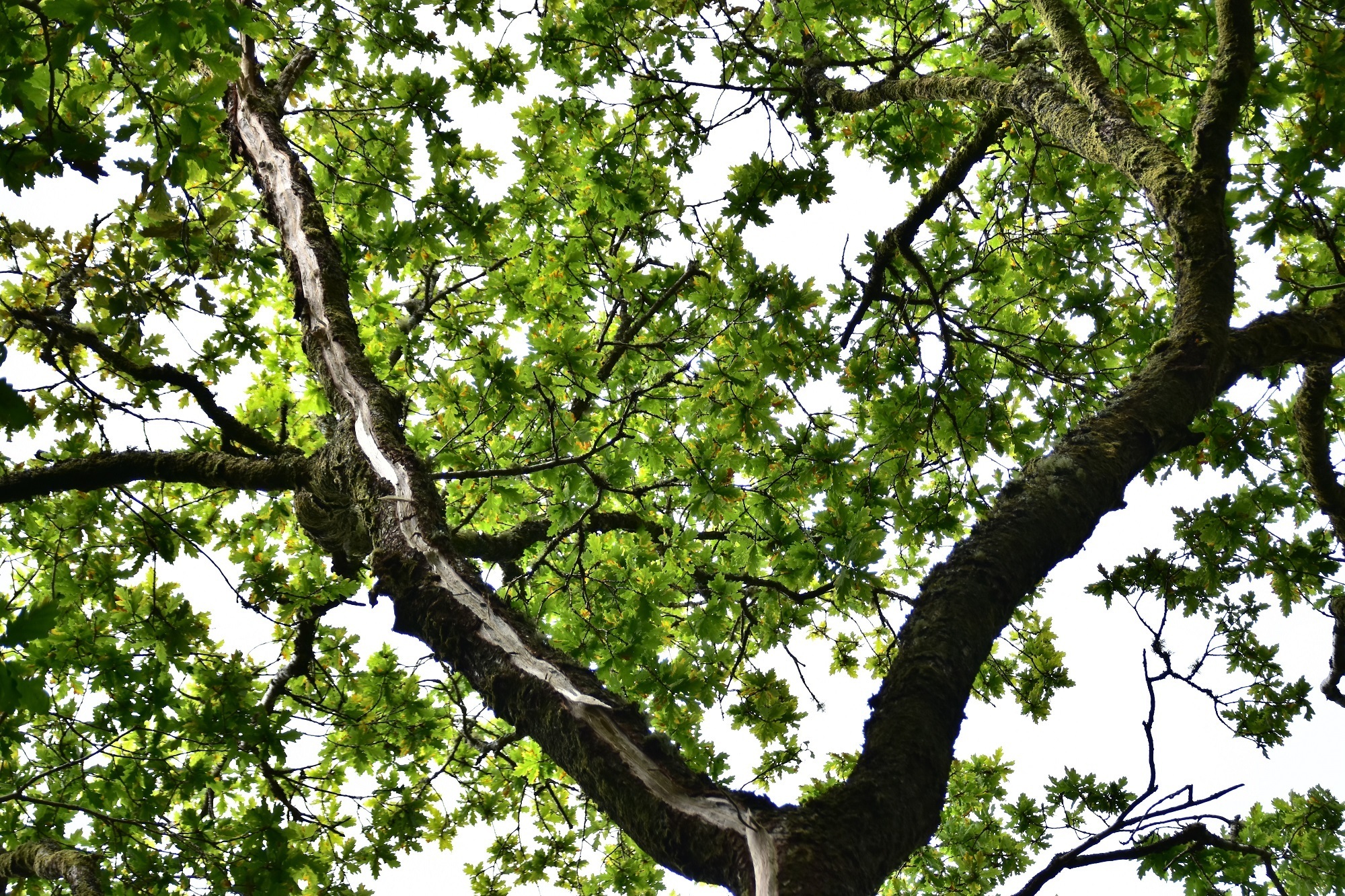 Lightning strikes 100-year-old tree at… | National Trust for Scotland