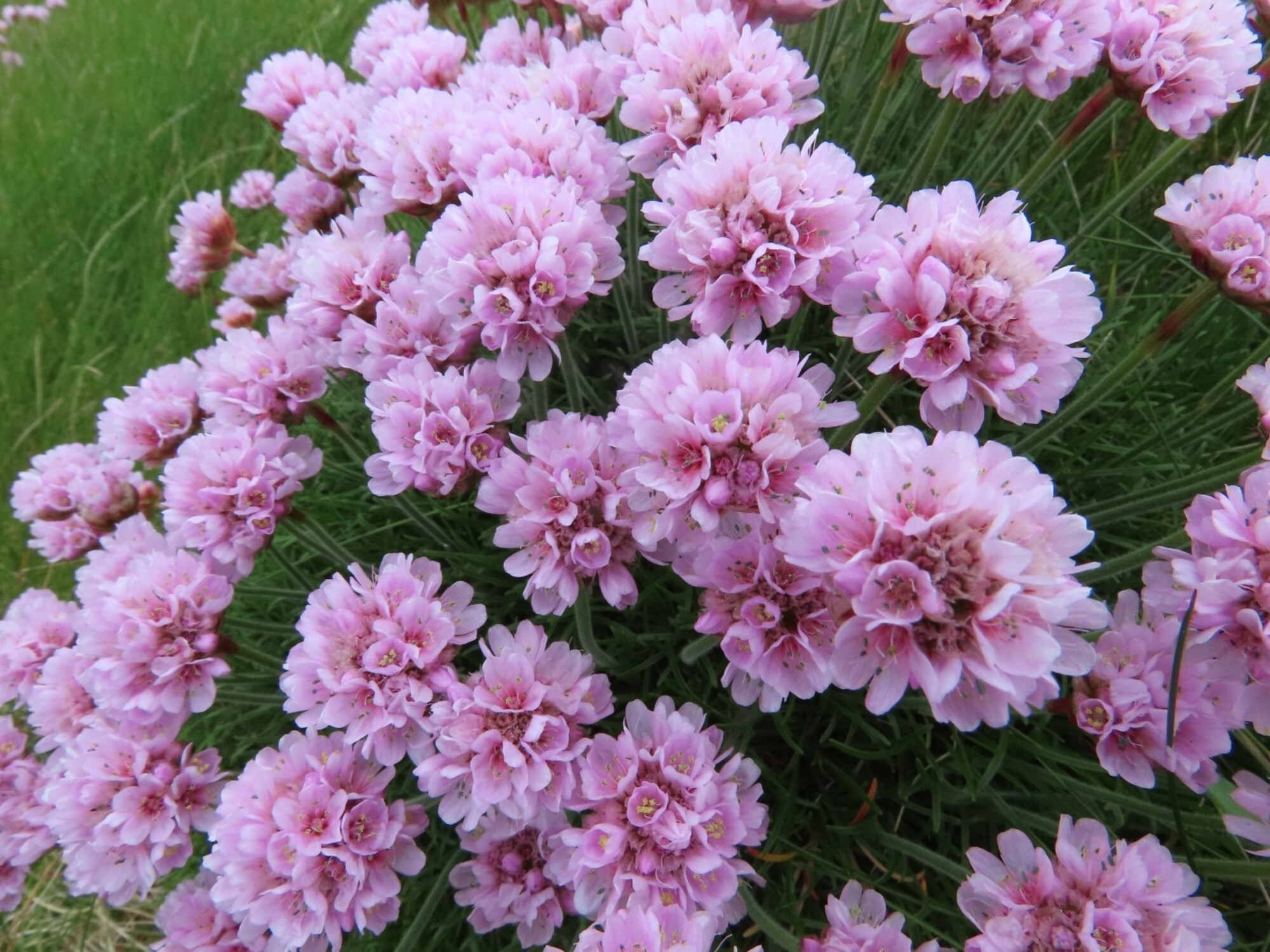 Stories from Staffa: Flower notes from… | National Trust for Scotland