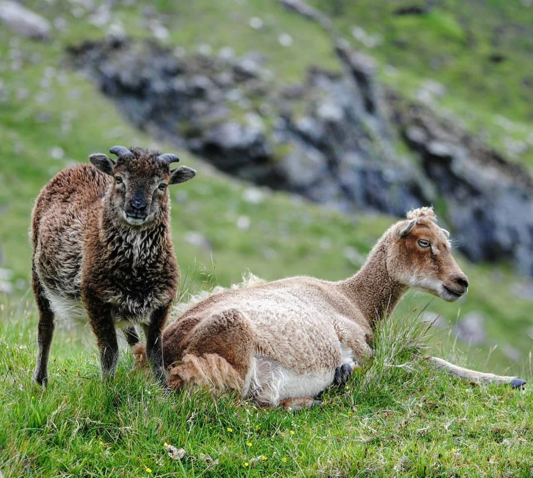 Soay Sheep National Trust For Scotland Soay Sheep National Trust For Scotland