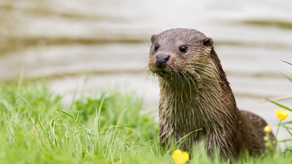 An otter emerges from a stream onto a grassy bank with buttercups. Its brown fur is wet and sleeked back.