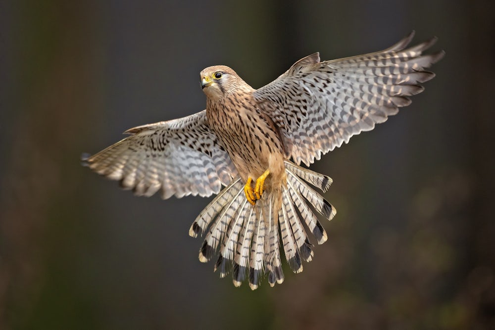 A close-up of a kestrel hovering in an upright position mid-air. Her brown wings are fully extended and her long tail fanned out, revealing a black band around the tip. Her yellow feet are tucked against her mottled brown belly.