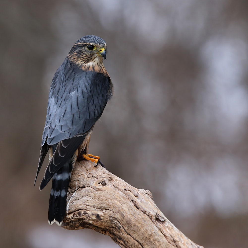 A dark blue/grey merlin perches on the end of a wooden branch, looking to the right with its back to the camera. Its short black tail has a white tip.