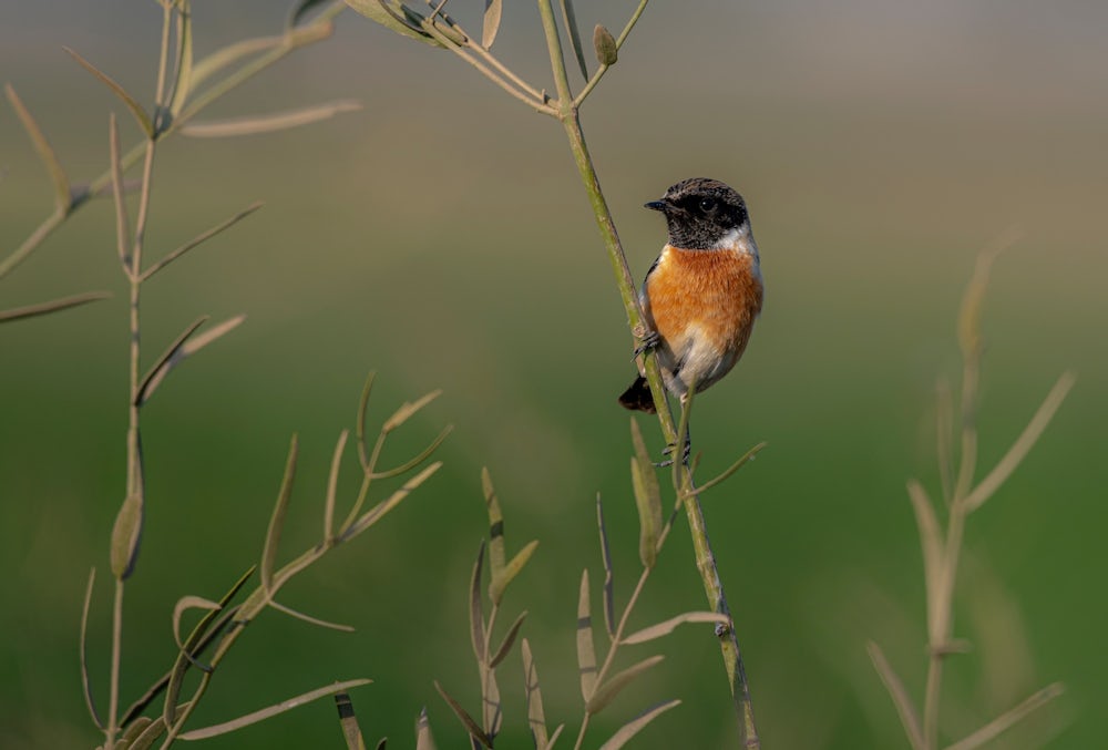 A small, robin-shaped, bird perches on a slender stem in a field. It has a bright orange chest, with a dark cap and back.