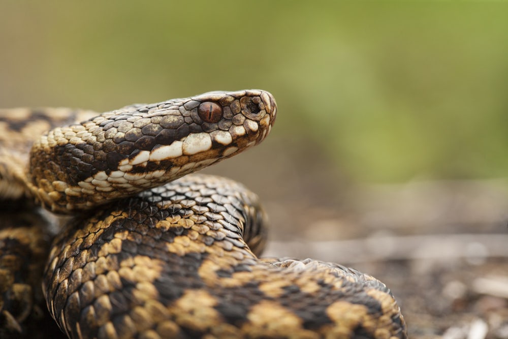 A close-up of an adder, coiled up with its head poking out at the top. It has brown and gold markings on its skin.
