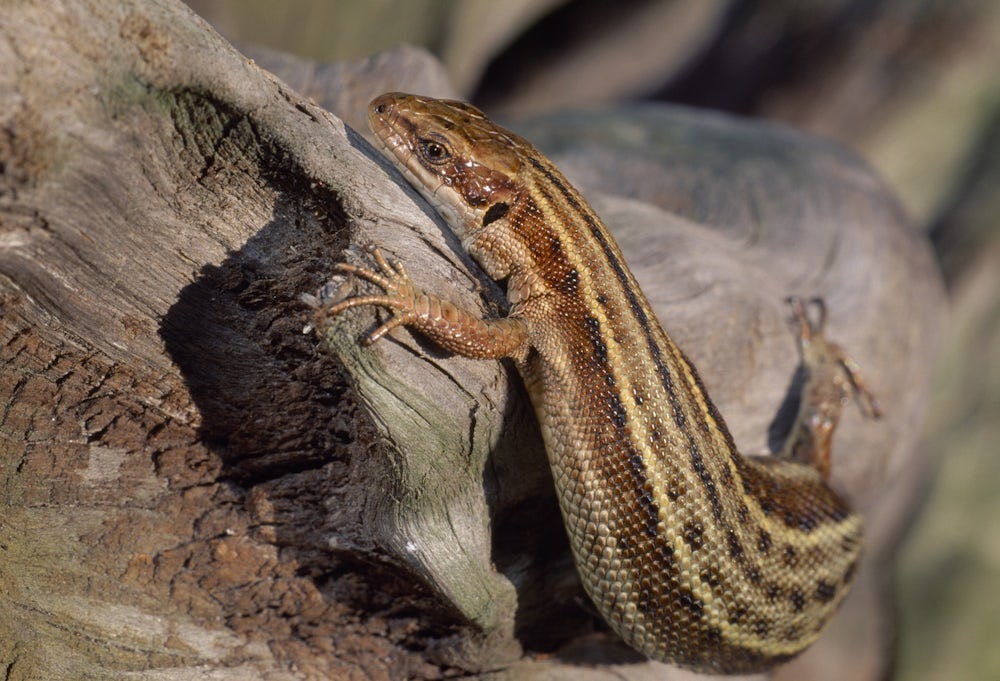 A lizard twists around a rough wooden log. Its skin is brown and gold, with various spot and stripe markings. Its front claw is splayed out, revealing 5 toes.