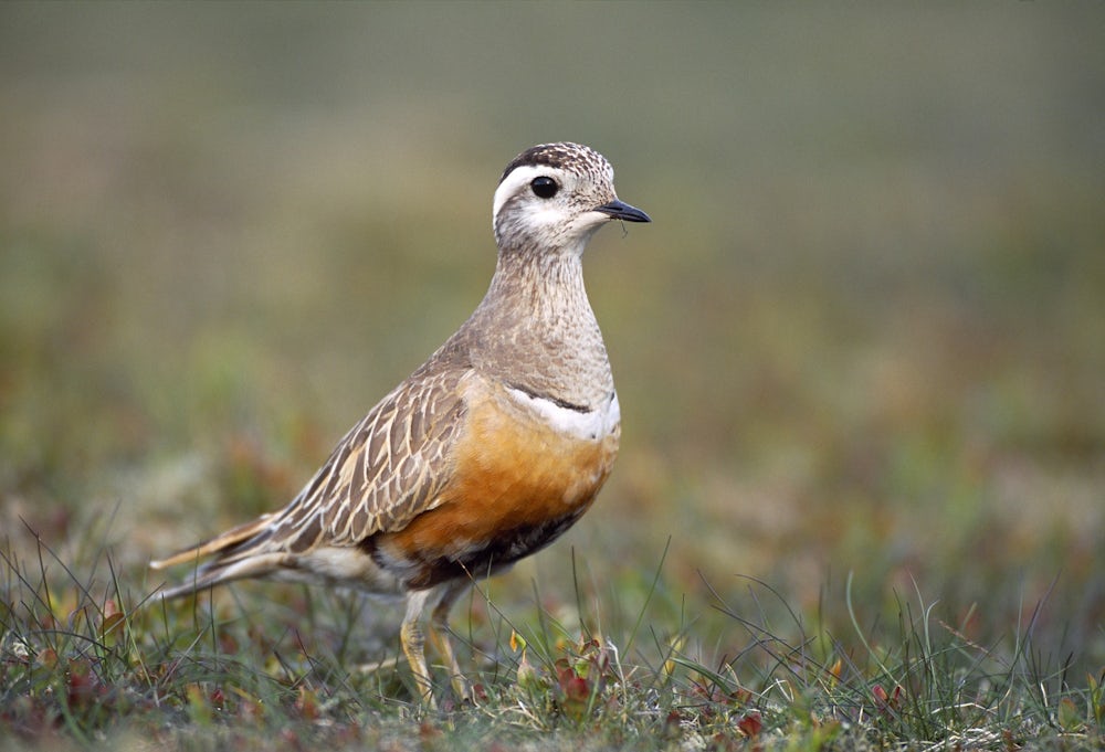 A small brown bird, with an orange tummy, stands in a field. It has a striking white line over its black eye.