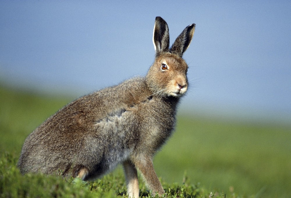 A mountain hare sits in a grassy field, with bright blue sky in the background. Its long ears, with a black tip, are raised straight up from its head. It is looking towards the camera. It sits on its hind legs, but rests its front paws on the ground as well.