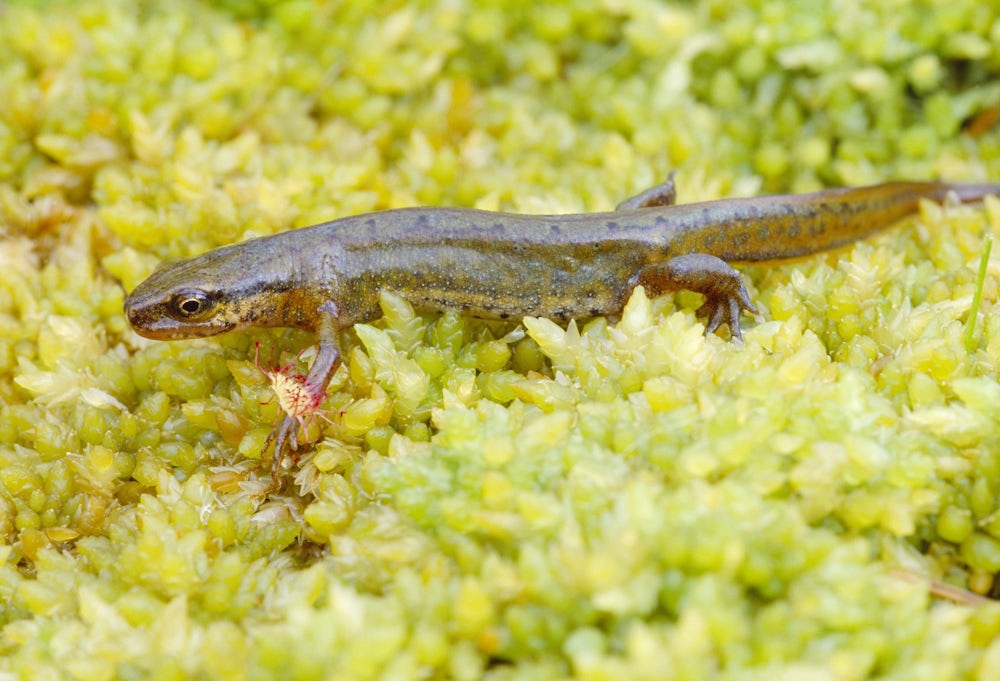 A long, thin newt lies on some bright green pond plant.