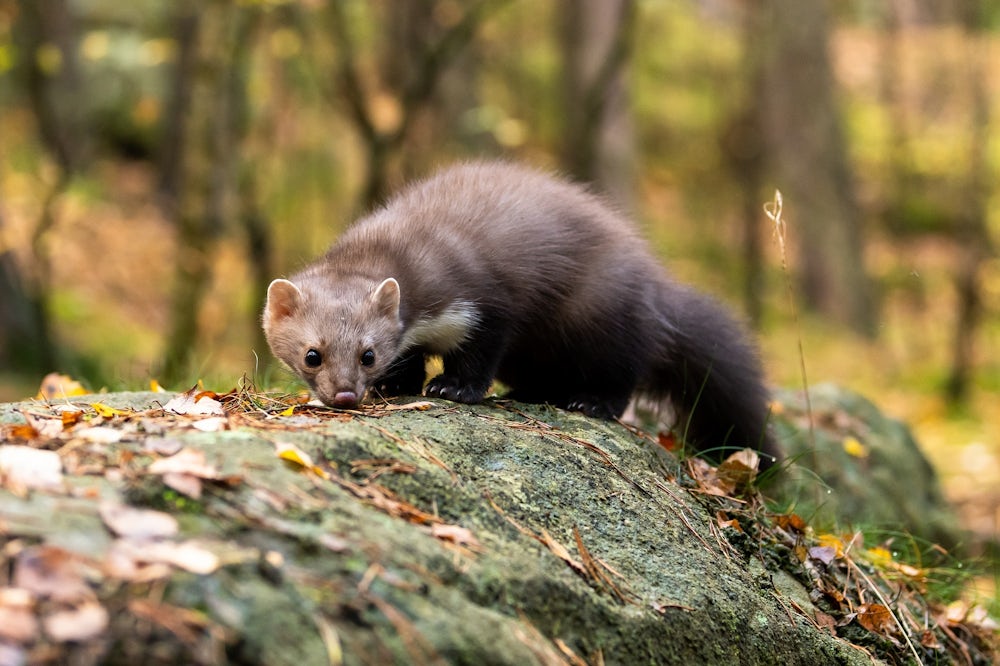 A pine marten creeps along a woodland floor, its body very close to the ground and its nose smelling the leaves in front. It has a long busy tail, and a white bib.