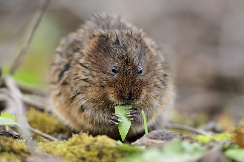A very round and furry, dark brown water vole sits on its back legs and nibbles at a blade of grass. It holds the blade in its front paws, which have very long claws.