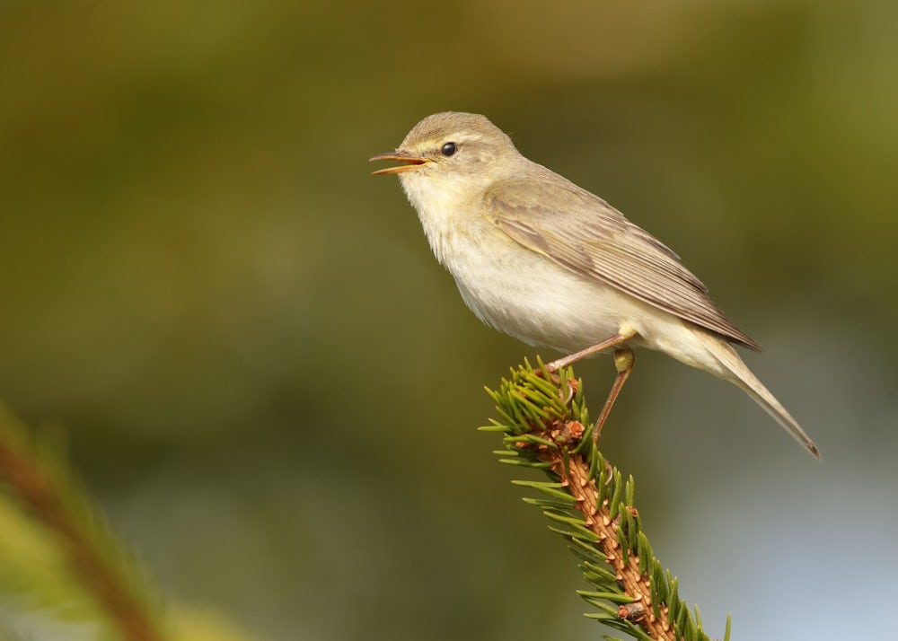 A small, pale brown willow warbler sits on the end of a pine twig. Its beak is slightly open, as if in song.
