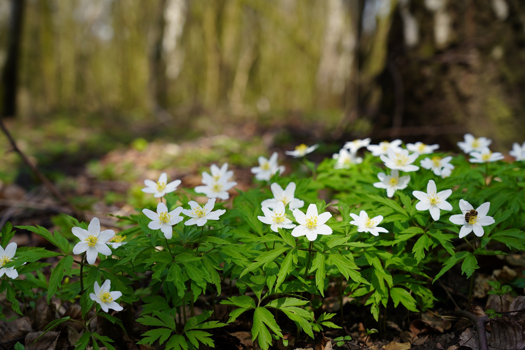 Spring: highlights of the season | National Trust for Scotland