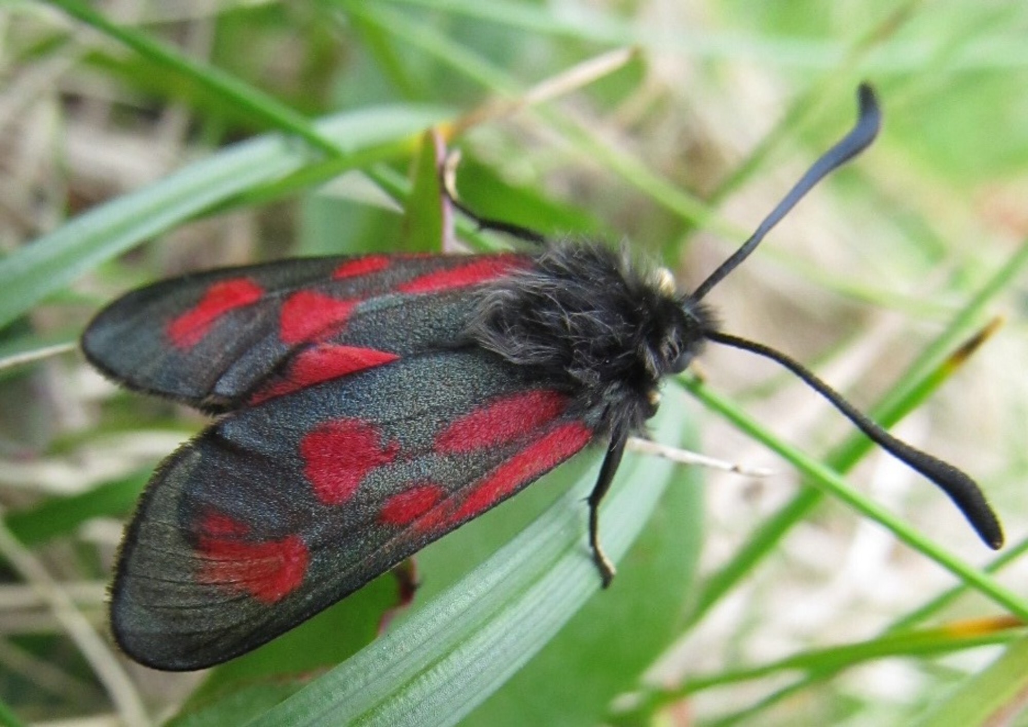 Wildlife | National Trust for Scotland