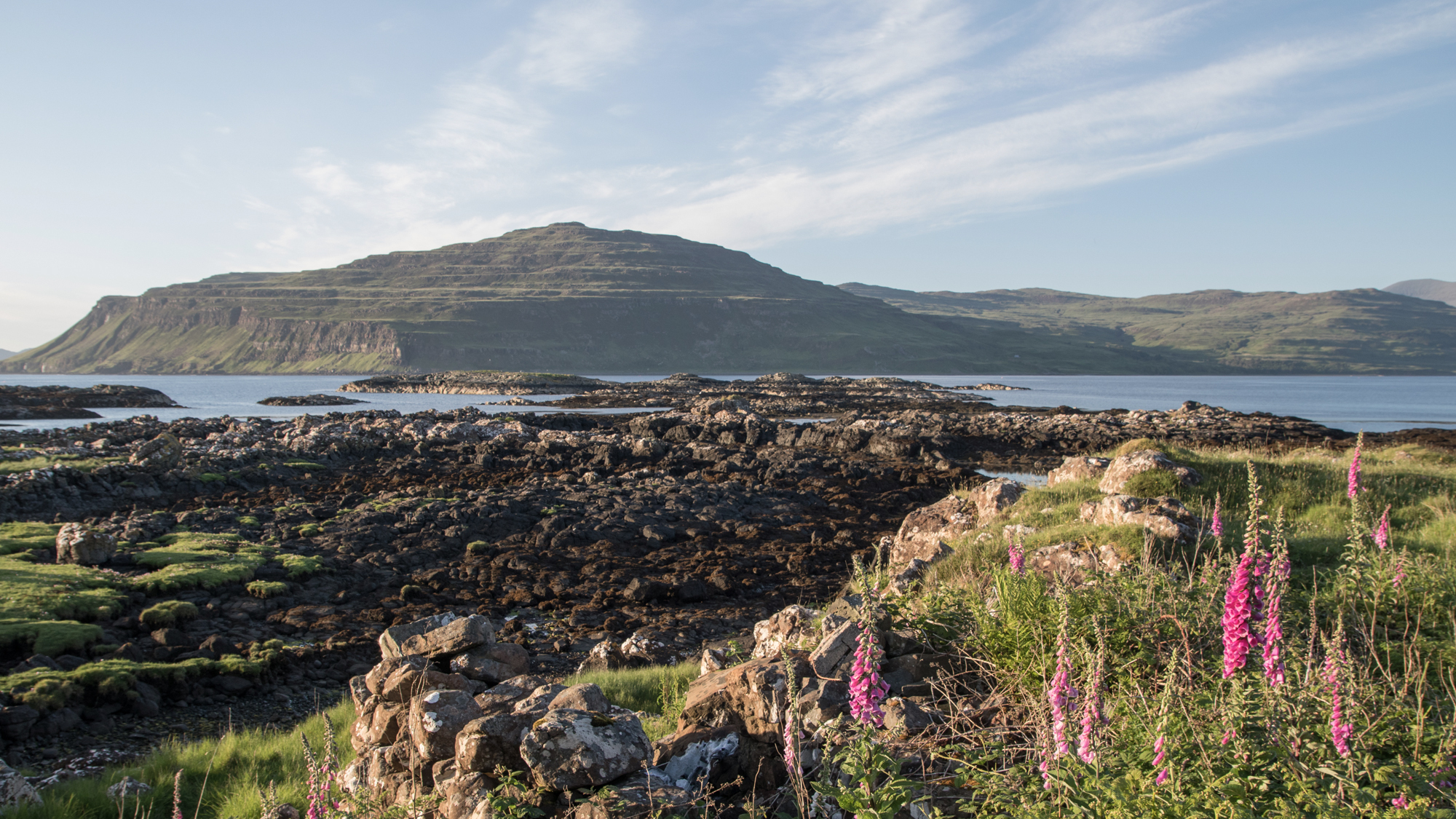 The PLANTS project: Where do common… | National Trust for Scotland