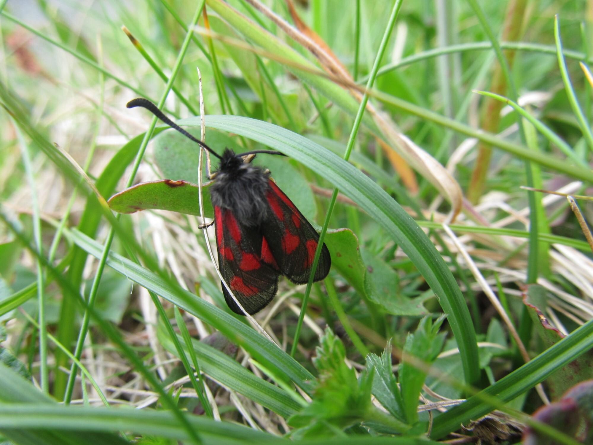 Wildlife | National Trust for Scotland
